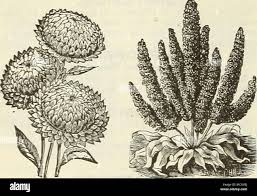 Image result for Exacum oldenlandioides