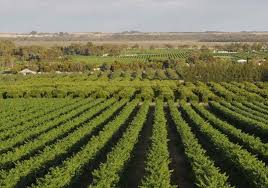 Preţul ghidului este de doar 95 lei (tva inclus). Cifra De Afaceri A Companiilor Din Agricultura RomaneascÄ Va ScÄdea Cu Circa 15 In 2020 AnalizÄ Stiri Pe Surse Cele Mai Noi Stiri