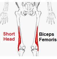 Kingbrand.com has been visited by 10k+ users in the past month Biceps Femoris Muscle Knee Pain Explained