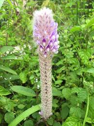 Image result for Uraria picta