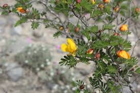 Image result for Chamaecrista polytricha