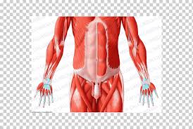 The pelvis comprises of the following muscles:obturator internus. Pelvis Muscles Of The Hip Abdomen Human Body Pelvis Hand Human Anatomy Png Klipartz