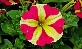 Petunia Flower Name In Hindi Best Flower Wallpaper