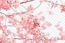 Oltre 473.000 vettori, foto stock e file psd. Giappone I Fiori Di Ciliegio Risoluzione 4k Carta Da Parati Fiore Di Ciliegio Giapponese Scaricare Png Disegno Png Trasparente Rosa Png Scaricare