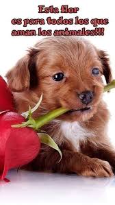 pin by el canguro de tus mascotas on frases animaladas girl dog names girl and dog dog names