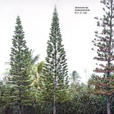 Image result for Araucariaceae