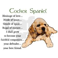 C9ffa68ab03a243711cd60872b06ef09 Jpg 480 480 Pixels Cocker Spaniel Spaniel American Cocker Spaniel