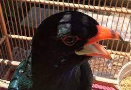 Makanan Tengkek Buto Di Alam Liar In 2021 Makanan Burung Burung Kandang Burung