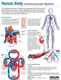 Human Body Cardiovascular System Medical Anatomy Basic Anatomy And Physiology Human Body Systems