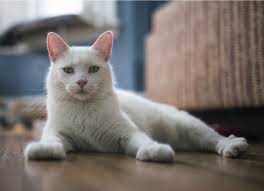 Allergens include antibiotics, certain metals or materials, household chemicals or plants such as poison ivy. Why Is My Cat Losing Hair Hair Loss In Cats Petmd
