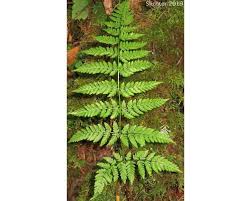 Image result for Dryopteris