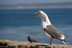 The 7 Habits Of Highly Effective Seagulls Don Enright