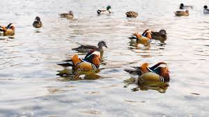 Free for commercial use no attribution required high quality images. Mandarin Duck In Yuyuantan Beijing Stock Photo Picture And Royalty Free Image Image 147907378