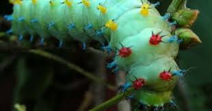Black And Red Fuzzy Caterpillar Ontario Leaf Eating Machines Part Ii Cecropia Moth Caterpillars Again Moth Caterpillar Cecropia Moth Caterpillar Eating