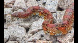 However, adults in the florida peninsula can be yellow, orange, tan, or gray with four dark longitudinal stripes, while sometimes retaining the dark dorsal blotches found in juveniles. Large Florida Corn Snake Youtube