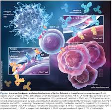 Image result for Immune Checkpoint Inhibitor