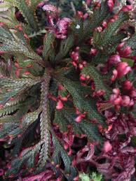 Image result for Selaginella afrorum