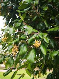 Image result for Curtisia dentata