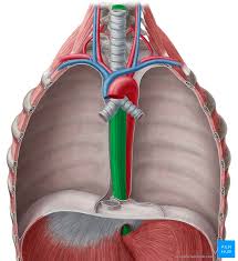 Image result for esophagus
