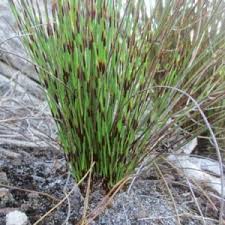 Image result for Eustachys paspaloides