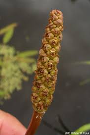 Image result for Potamogeton nodosus