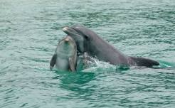 History on Tap: Dolphin Communication - Past, Present, and Future