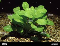 Image result for Samolus