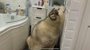 my malamute hates bath time tries to