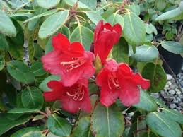 Image result for Rourea thomsonii