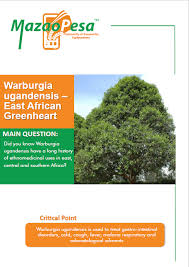 Image result for Warburgia ugandensis