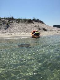 Front desk gave excellent customer service! 62 Gulf Shores Memories Ideas Gulf Shores Orange Beach Shores