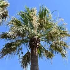 Image result for Washingtonia filifera