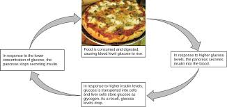Plant And Animal Responses To The Environment Organismal Biology