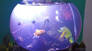 Ikan hias memiliki kelebihannya sendiri, lihat saja warnanya yang beragam dan bentuknya yang enak dilihat. Aquarium Bulat Ikan Hias Minimalis Simple Akuarium Ikan Hias Fish Ada Ikan Youtube