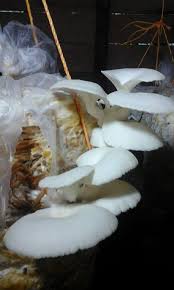 All about the cultivation of mushrooms. Today S Special Oyster Mushrooms In Kerala Facebook