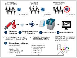 We did not find results for: Frontiers Circulating Exosomes Are Strongly Involved In Sars Cov 2 Infection Molecular Biosciences