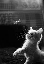 Attack Cat Cutest Paw Cats Cute Animals Animals