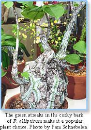 Image result for Pseudobombax