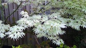 Acer Palmatum Ukigumo Youtube