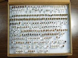 Image result for Oxyrhachis