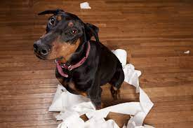 Why Do Dogs Rip Up Toilet Paper Rehome By Adopt A Pet Com