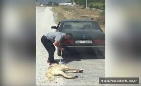 Kopege Iskence Yapan Adami Polis Heryerde Ariyor Haberi