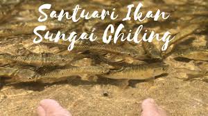 The falls are part of santuari ikan sungai chiling (chiling river fish reserve). Santuari Ikan Sungai Chiling Youtube