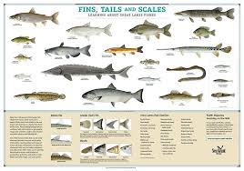 Pin By Monique Gallentine On Foods Fish Chart Fish Types