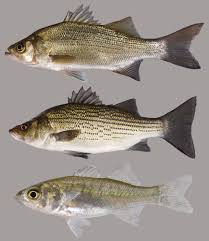 Black And White Striped Fish Florida White Bass In 2020 Florida Fish Fish Gallery Fish