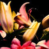 Start by marking flower wisdom: Https Encrypted Tbn0 Gstatic Com Images Q Tbn And9gctfwori Zlgqdsjyd6cbbtj 5rlvicv 3p4inyhuiqksisklhsl Usqp Cau