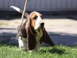 Please like and share if you are a pet lover. Basset Hound For Sale Basset Hound Puppies