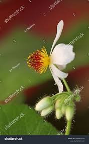 Image result for Sparrmannia ricinocarpa