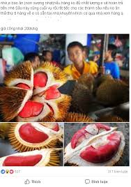 Đến năm thứ 3 trở đi cây bắt đầu cho thu hoạch quả đều. Sáº§u Rieng Ruá»™t Ä'á» NhÆ° Mau Ä'áº¯t Gáº¥p Ä'oi Quáº£ ThÆ°á»ng Chá»‹ Em Mua áº§m áº§m Vietnamnet