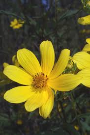 Image result for Bidens steppia